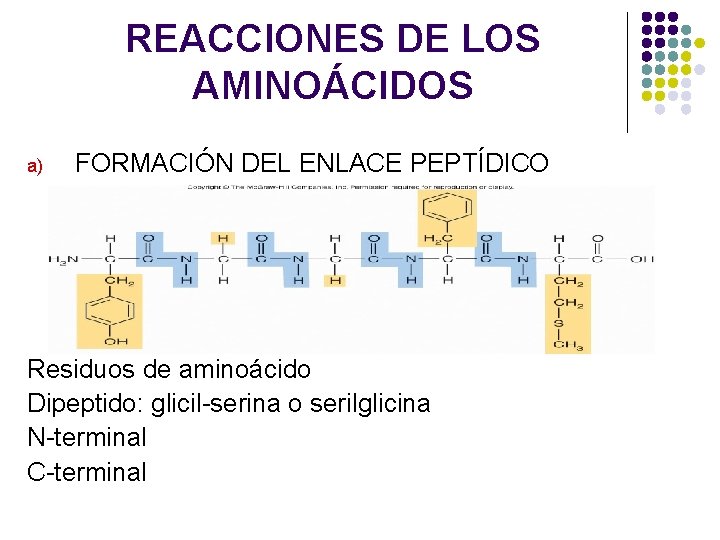 REACCIONES DE LOS AMINOÁCIDOS a) FORMACIÓN DEL ENLACE PEPTÍDICO Residuos de aminoácido Dipeptido: glicil-serina