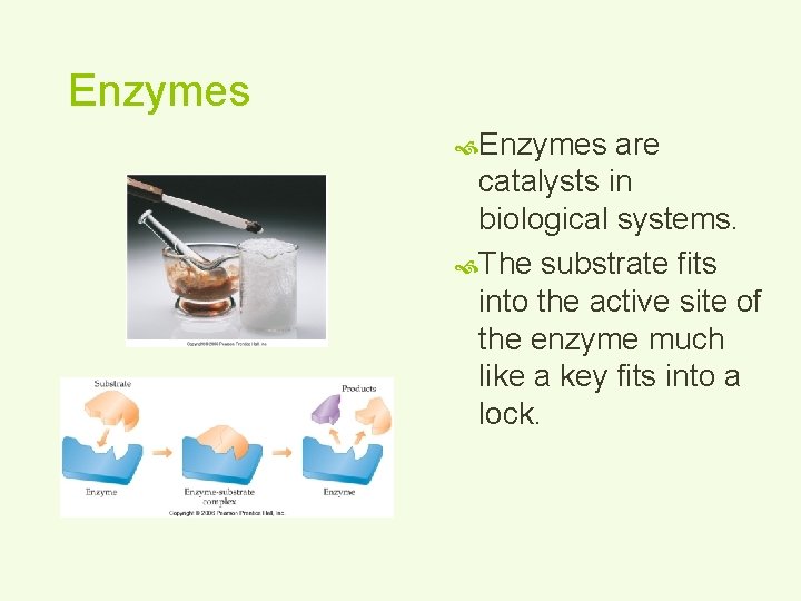 Enzymes are catalysts in biological systems. The substrate fits into the active site of