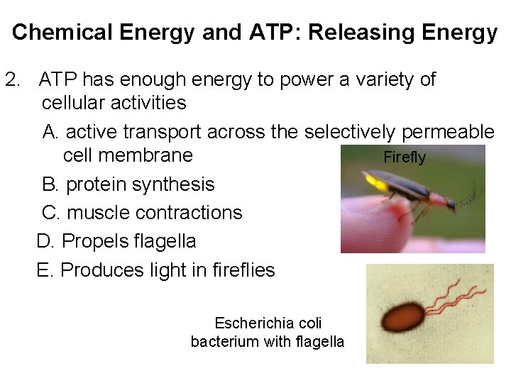 Chemical Energy and ATP: Releasing Energy 2. ATP has enough energy to power a
