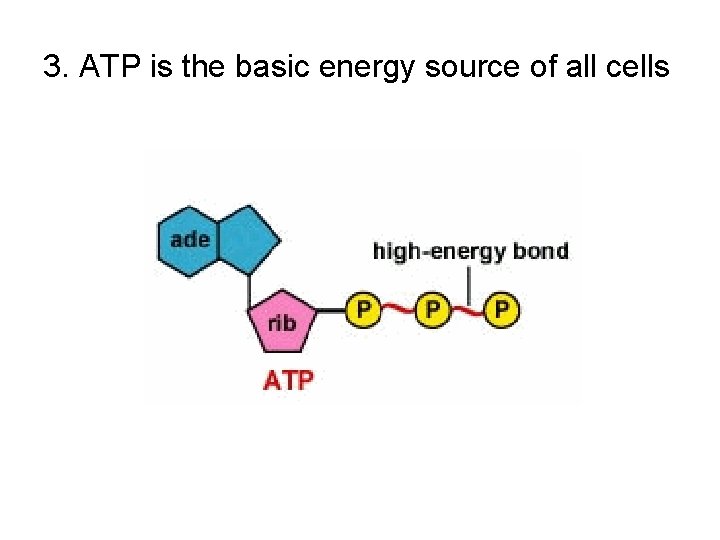 3. ATP is the basic energy source of all cells 