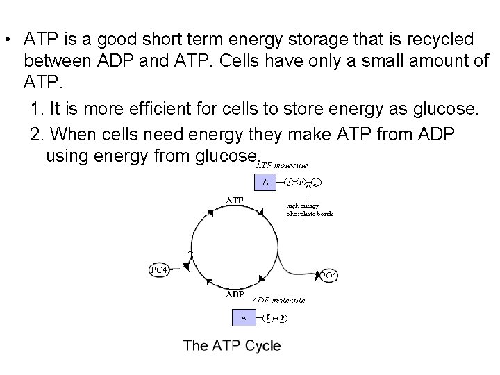  • ATP is a good short term energy storage that is recycled between