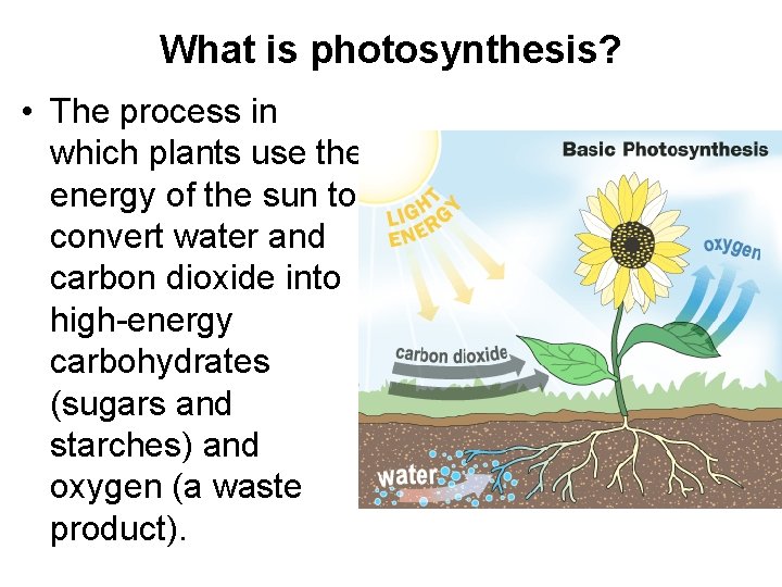 What is photosynthesis? • The process in which plants use the energy of the