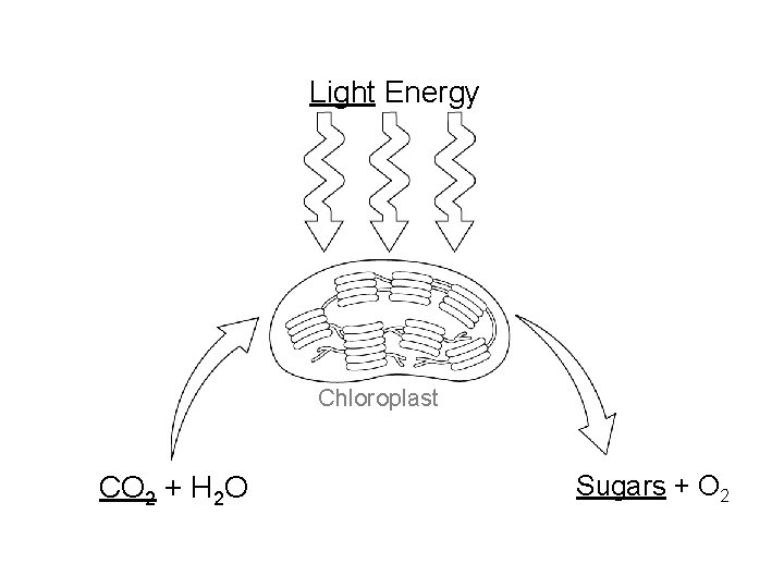 Light Energy Chloroplast CO 2 + H 2 O Sugars + O 2 