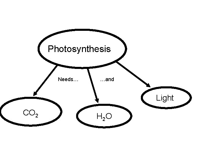 Photosynthesis Needs… …and Light CO 2 H 2 O 