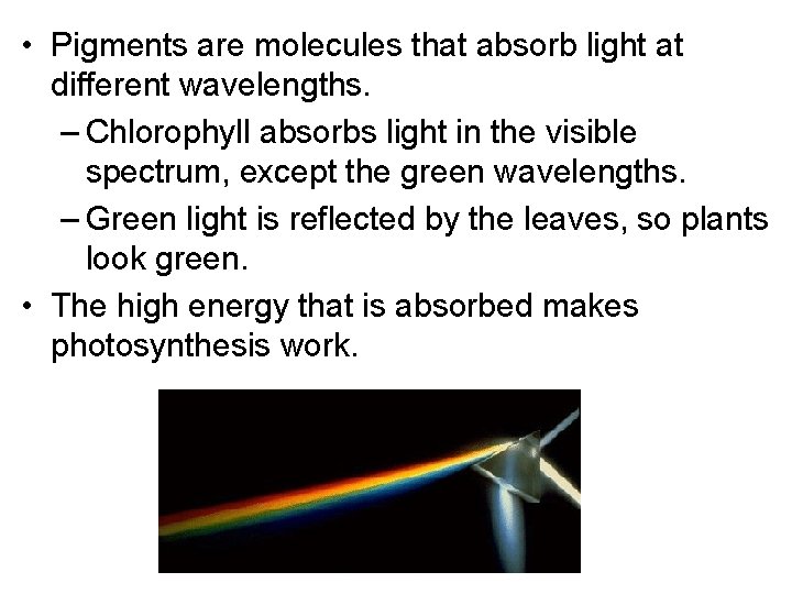  • Pigments are molecules that absorb light at different wavelengths. – Chlorophyll absorbs