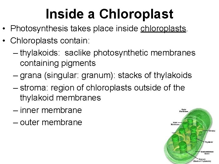 Inside a Chloroplast • Photosynthesis takes place inside chloroplasts. • Chloroplasts contain: – thylakoids:
