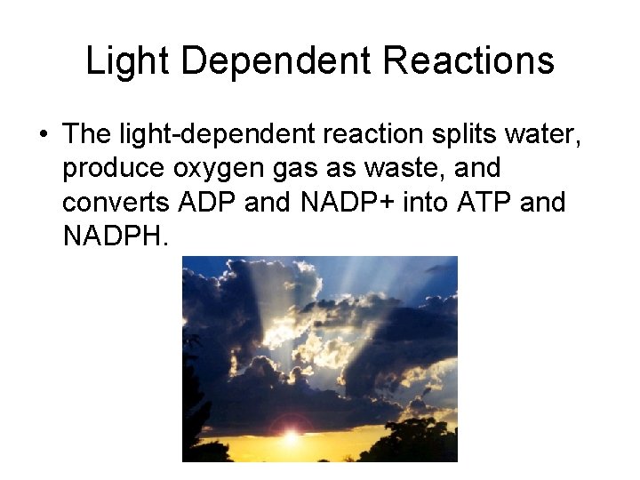 Light Dependent Reactions • The light-dependent reaction splits water, produce oxygen gas as waste,