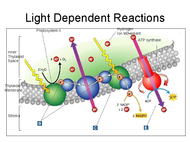 Light Dependent Reactions Photosystem II Hydrogen Ion Movement ATP synthase Inner Thylakoid Space Thylakoid