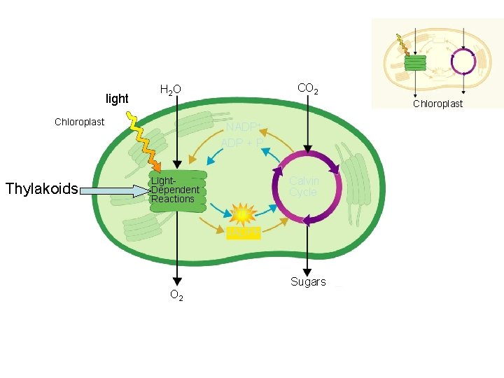 light Chloroplast Thylakoids CO 2 H 2 O NADP+ ADP + P Calvin Cycle