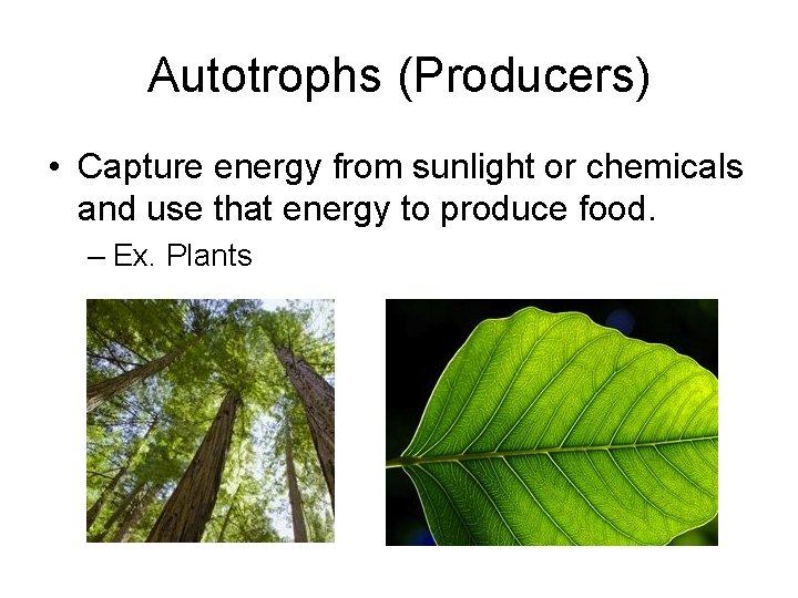 Autotrophs (Producers) • Capture energy from sunlight or chemicals and use that energy to