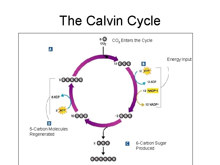 The Calvin Cycle CO 2 Enters the Cycle Energy Input 5 -Carbon Molecules Regenerated