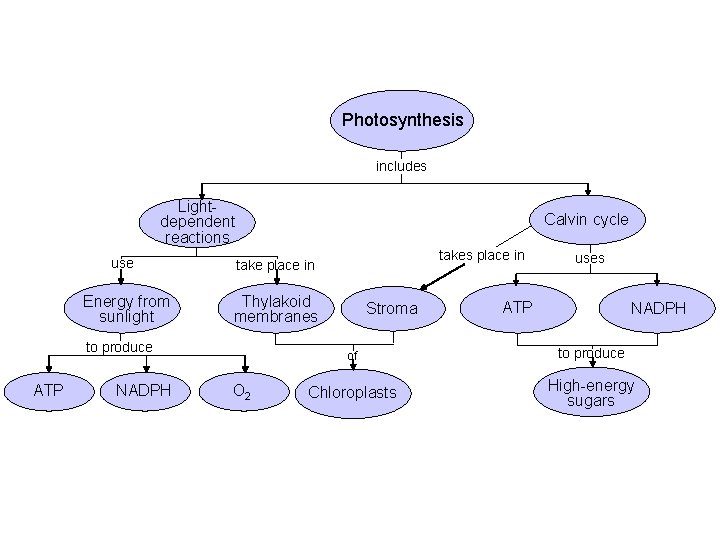 Photosynthesis includes Lightdependent reactions Calvin cycle use take place in Energy from sunlight Thylakoid