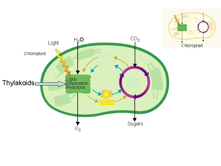 Light Chloroplast Thylakoids CO 2 H 2 O Chloroplast NADP+ ADP + P Calvin