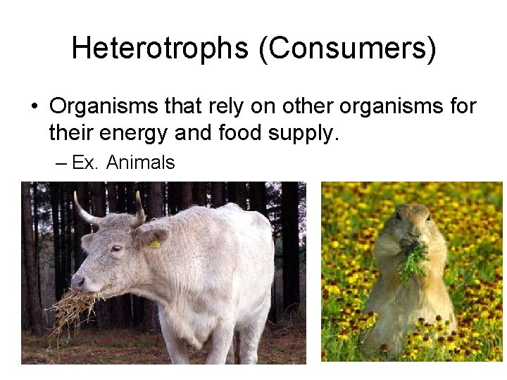Heterotrophs (Consumers) • Organisms that rely on other organisms for their energy and food