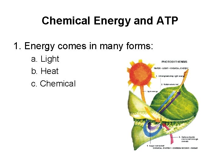 Chemical Energy and ATP 1. Energy comes in many forms: a. Light b. Heat