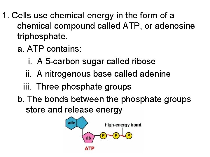 1. Cells use chemical energy in the form of a chemical compound called ATP,