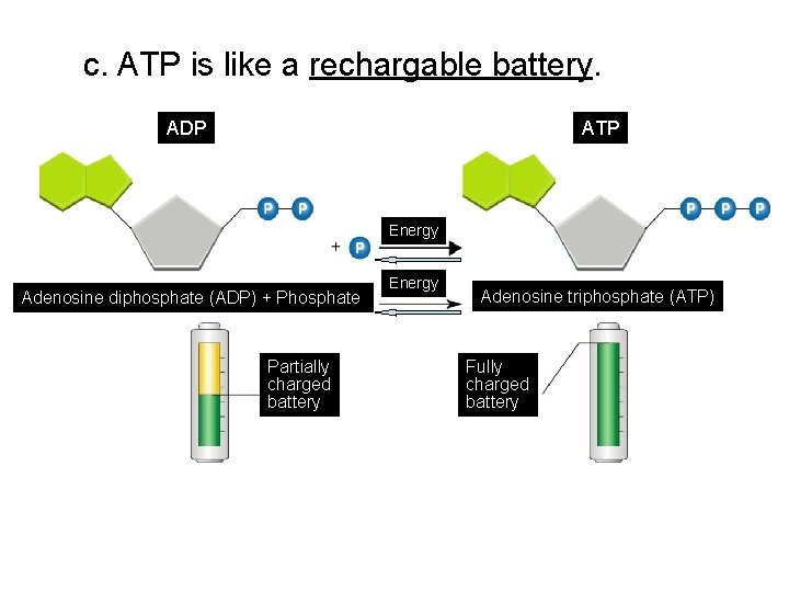 c. ATP is like a rechargable battery. ADP ATP Energy Adenosine diphosphate (ADP) +