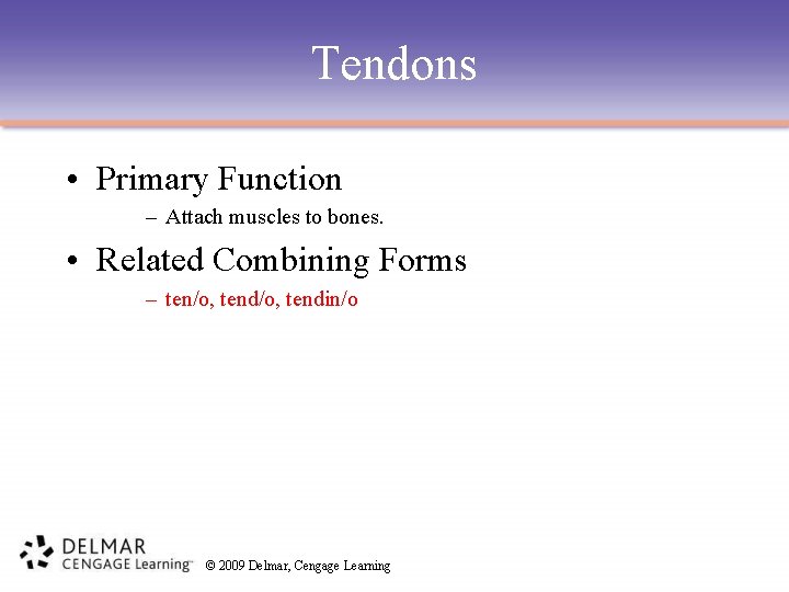 Tendons • Primary Function – Attach muscles to bones. • Related Combining Forms –