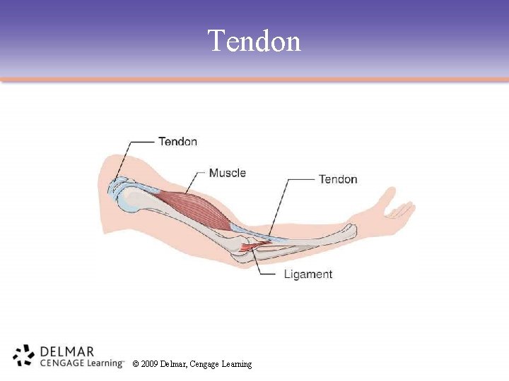 Tendon © 2009 Delmar, Cengage Learning 