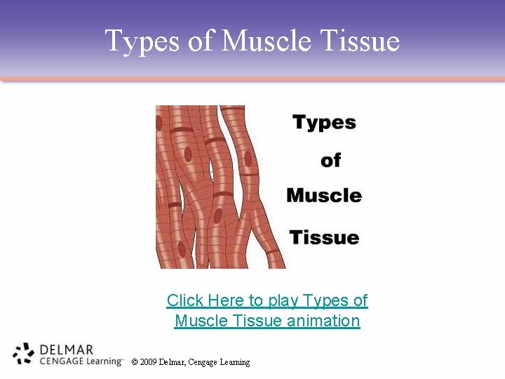 Types of Muscle Tissue Click Here to play Types of Muscle Tissue animation ©