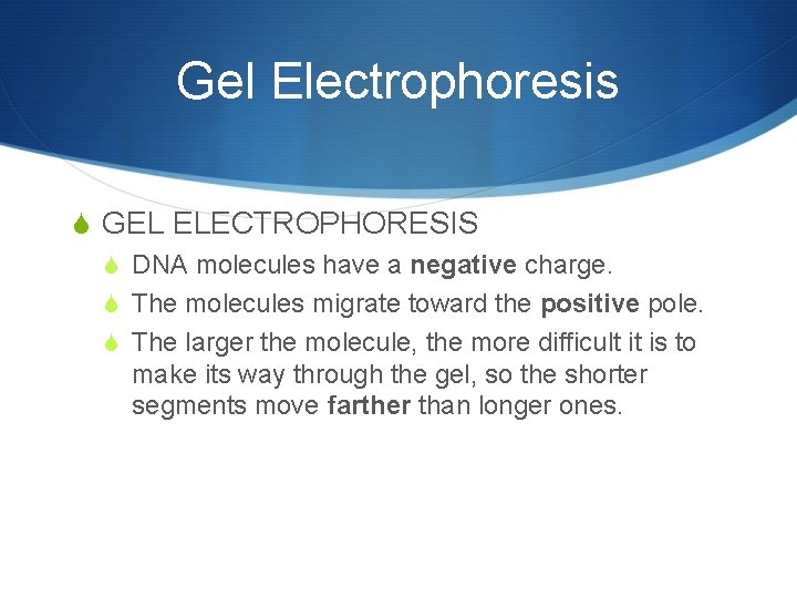 Gel Electrophoresis S GEL ELECTROPHORESIS S DNA molecules have a negative charge. S The
