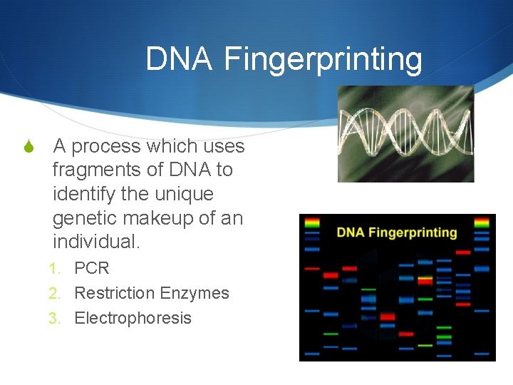 DNA Fingerprinting S A process which uses fragments of DNA to identify the unique