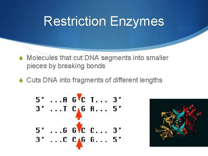 Restriction Enzymes S Molecules that cut DNA segments into smaller pieces by breaking bonds