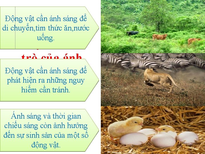 Động vật cần ánh sáng để di chuyển, tìm thức ăn, nước uống. Hãy