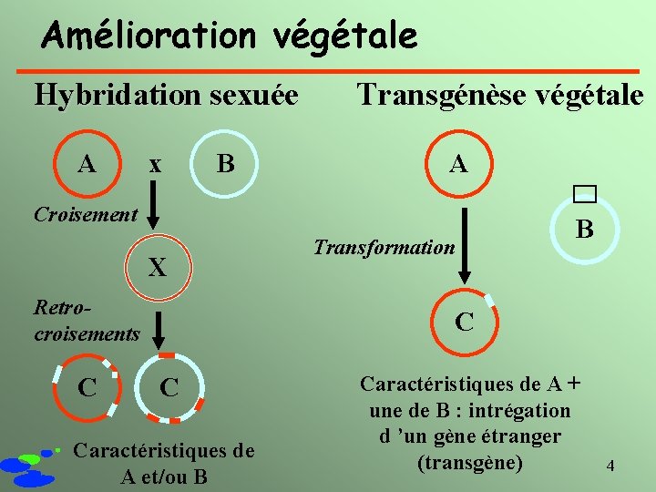 Amélioration végétale Hybridation sexuée A x B Transgénèse végétale A Croisement X Retrocroisements C
