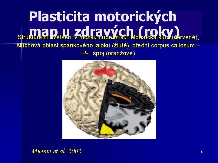 Plasticita motorických map u zdravých (roky) Strukturální zvětšení v mozku hudebníků: Motorická kůra (červeně),