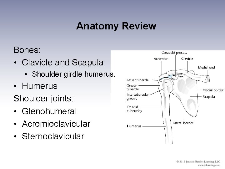 Anatomy Review Bones: • Clavicle and Scapula • Shoulder girdle humerus. • Humerus Shoulder