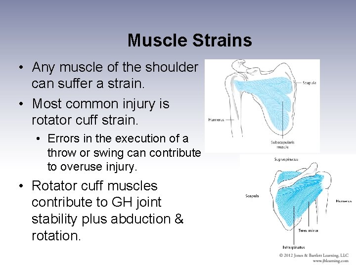 Muscle Strains • Any muscle of the shoulder can suffer a strain. • Most