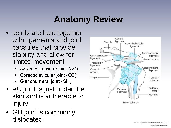 Anatomy Review • Joints are held together with ligaments and joint capsules that provide