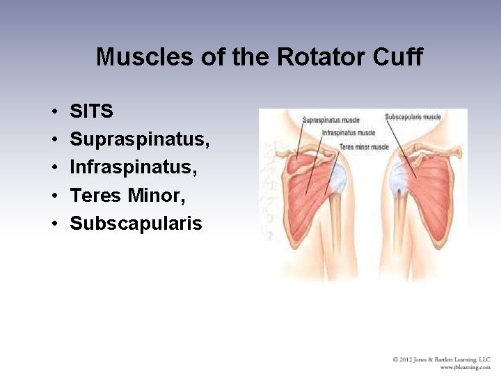 Muscles of the Rotator Cuff • • • SITS Supraspinatus, Infraspinatus, Teres Minor, Subscapularis