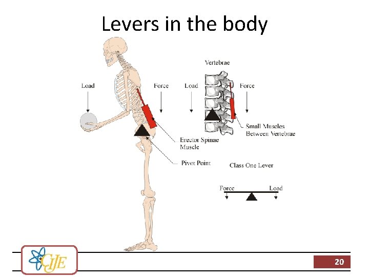 Levers in the body 20 