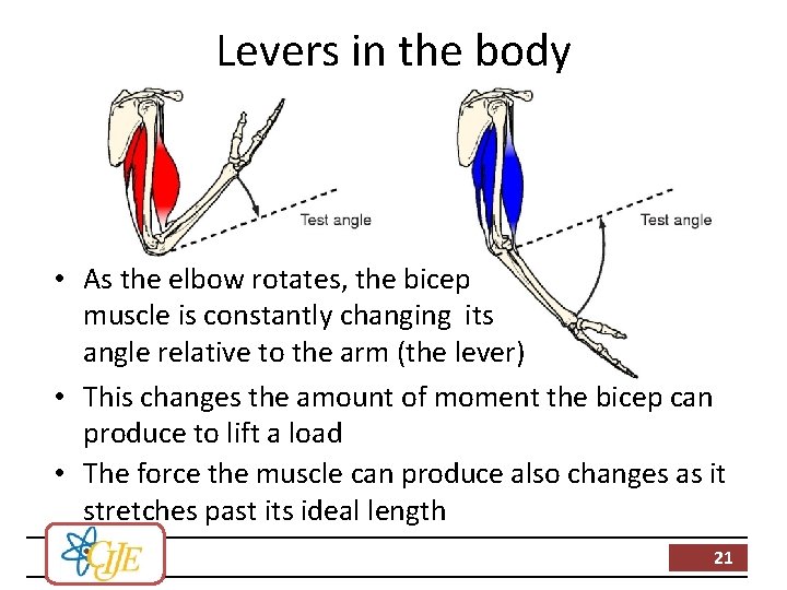 Levers in the body • As the elbow rotates, the bicep muscle is constantly