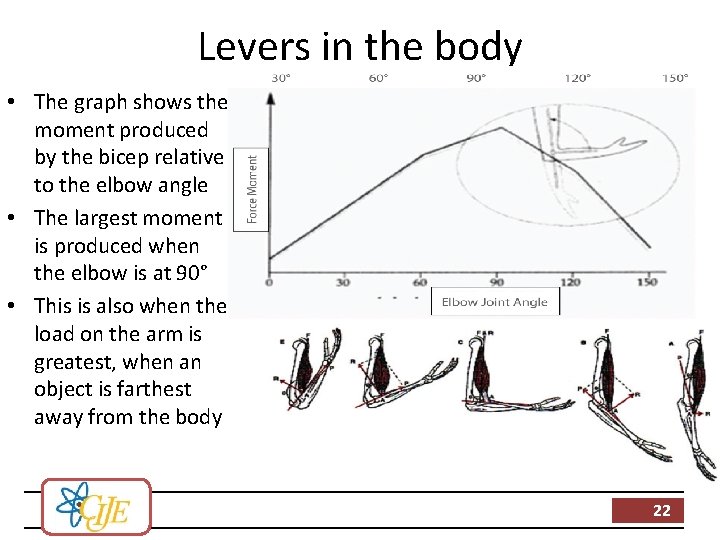 Levers in the body • The graph shows the moment produced by the bicep