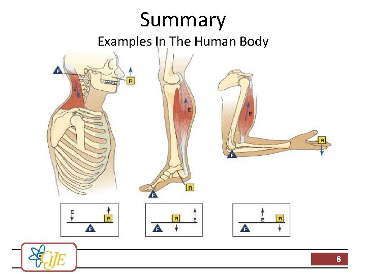 Summary Examples In The Human Body 8 