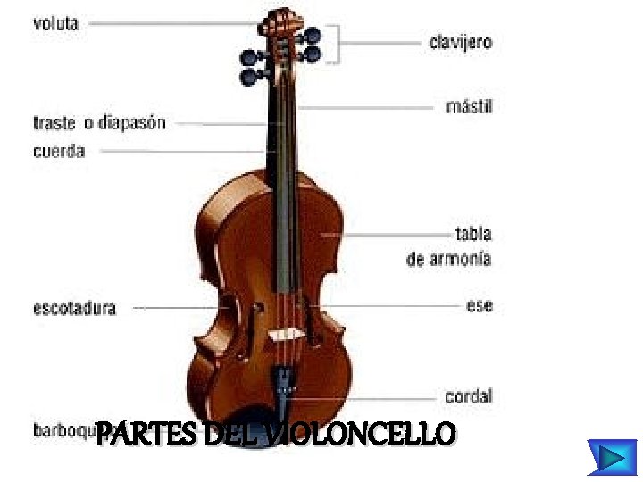 PARTES DEL VIOLONCELLO 