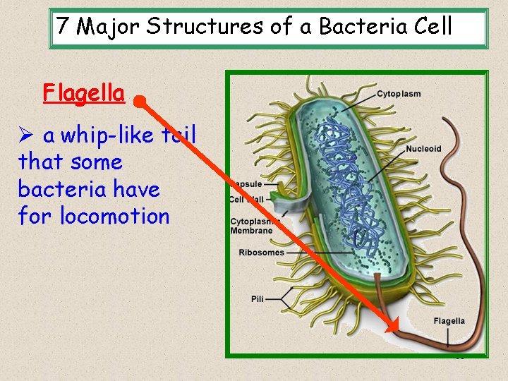 7 Major Structures of a Bacteria Cell Flagella Ø a whip-like tail that some