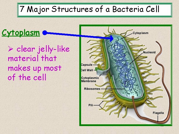 7 Major Structures of a Bacteria Cell Cytoplasm Ø clear jelly-like material that makes