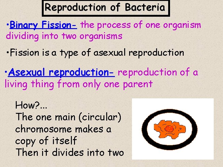 Reproduction of Bacteria • Binary Fission- the process of one organism dividing into two