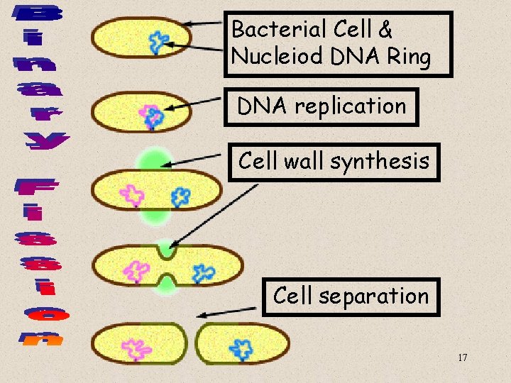 Bacterial Cell & Nucleiod DNA Ring DNA replication Cell wall synthesis Cell separation 17