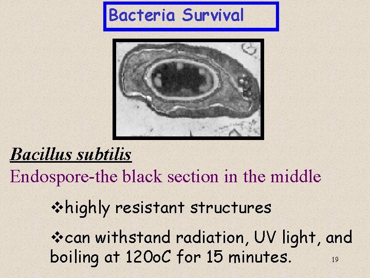 Bacteria Survival Bacillus subtilis Endospore-the black section in the middle vhighly resistant structures vcan