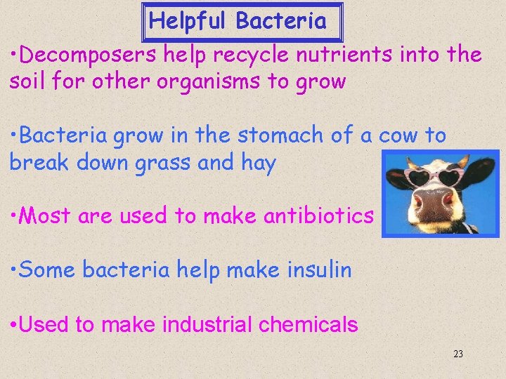Helpful Bacteria • Decomposers help recycle nutrients into the soil for other organisms to