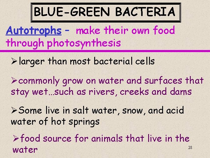 BLUE-GREEN BACTERIA Autotrophs – make their own food through photosynthesis Ølarger than most bacterial