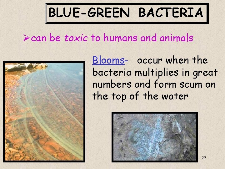 BLUE-GREEN BACTERIA Øcan be toxic to humans and animals Blooms- occur when the bacteria