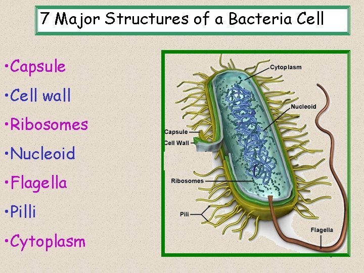 7 Major Structures of a Bacteria Cell • Capsule • Cell wall • Ribosomes