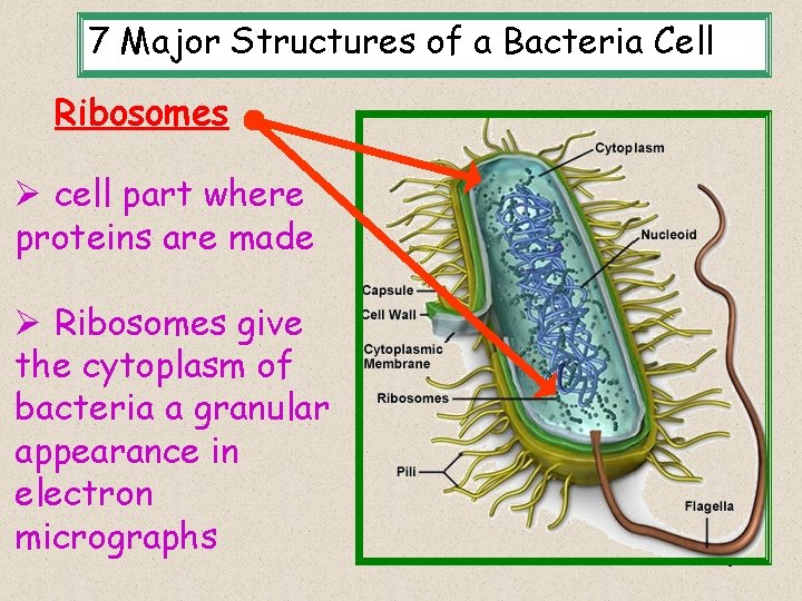 7 Major Structures of a Bacteria Cell Ribosomes Ø cell part where proteins are