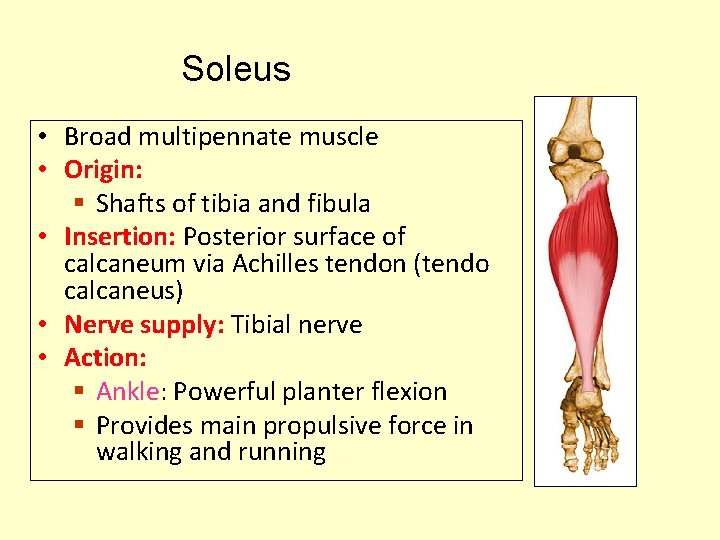 Gastrocnemius Muscle Origin And Insertion Gastrocnemius Soleus Calf